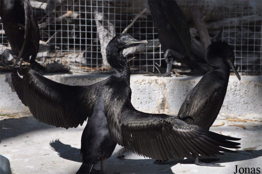Phalacrocorax nigrogularis