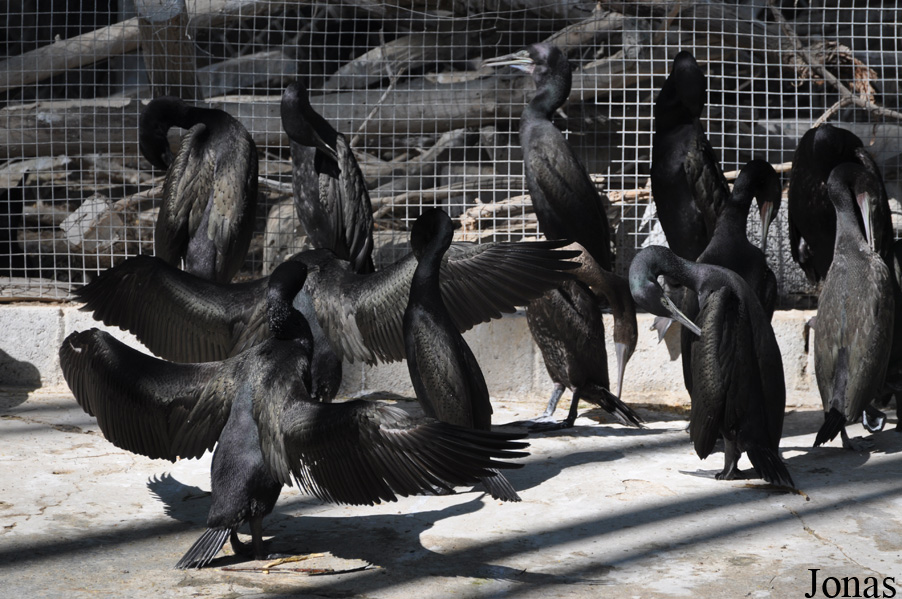 Phalacrocorax nigrogularis