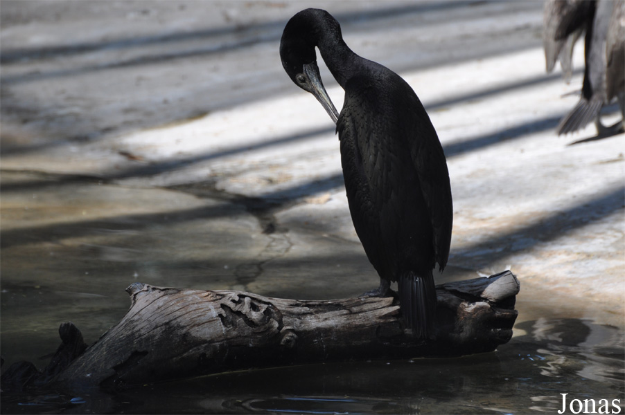 Phalacrocorax nigrogularis