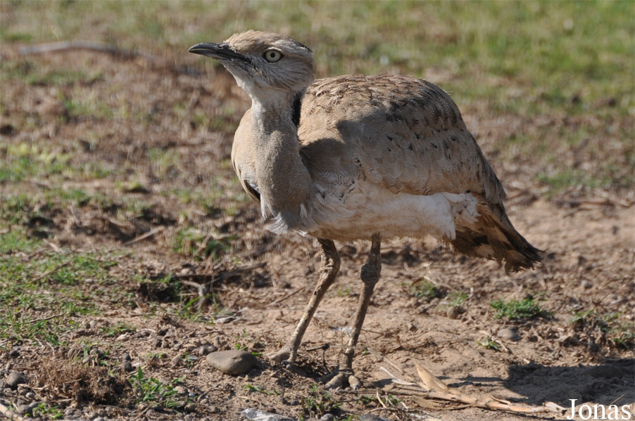 Chlamydotis macqueenii