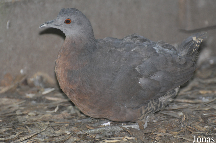 Crypturellus obsoletus