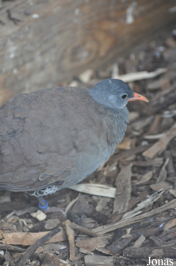 Crypturellus tataupa
