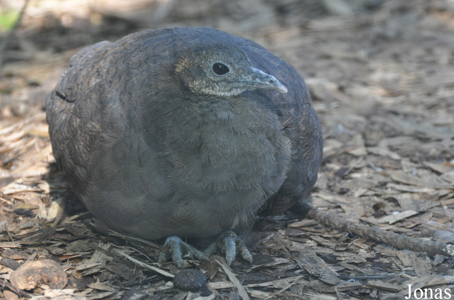 Tinamus solitarius