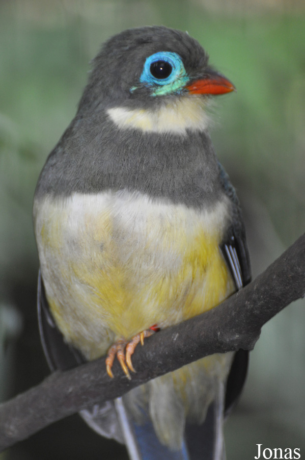 Harpactes reinwardtii