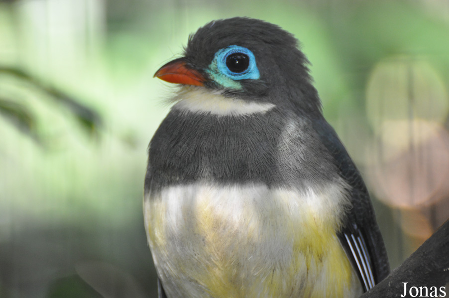 Harpactes reinwardtii
