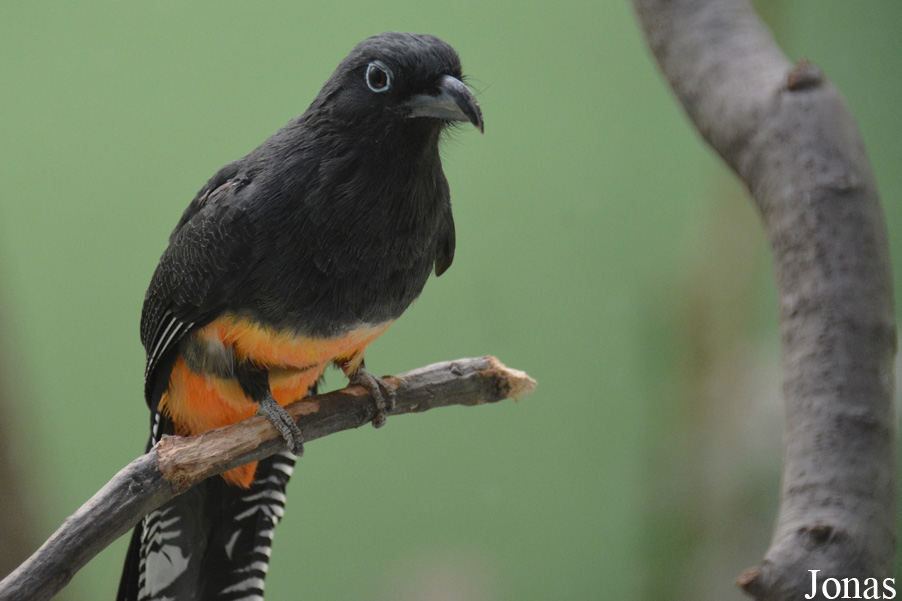 Trogon viridis