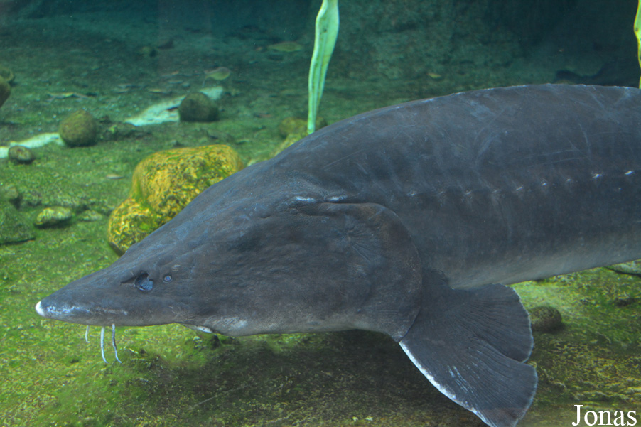 Acipenser sinensis