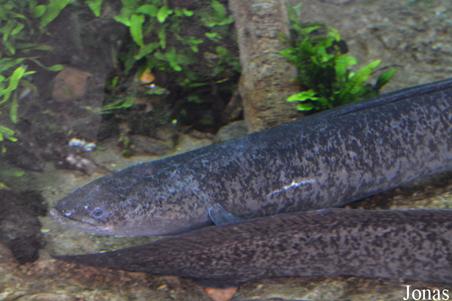 Anguilla marmorata