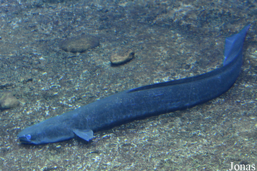 Anguilla marmorata