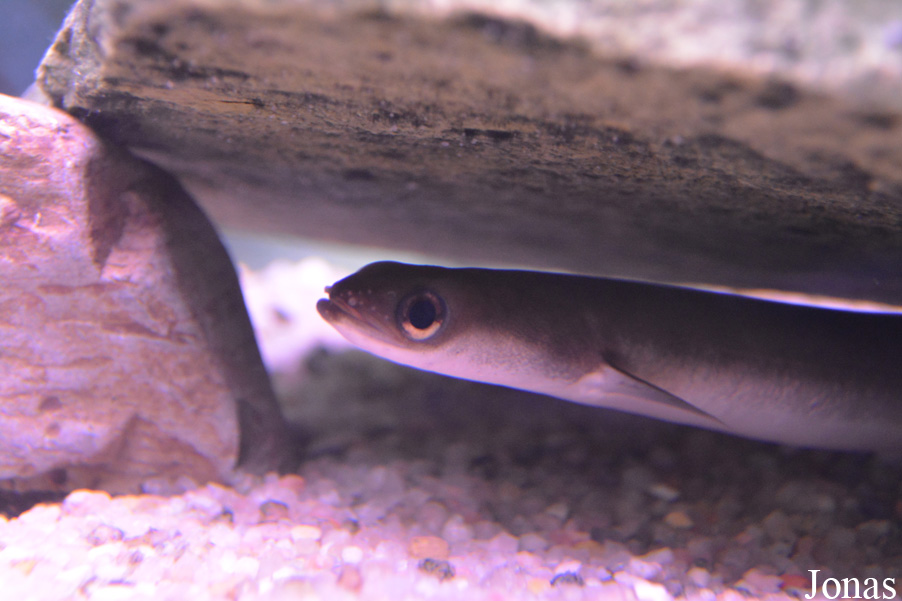 Anguilla rostrata