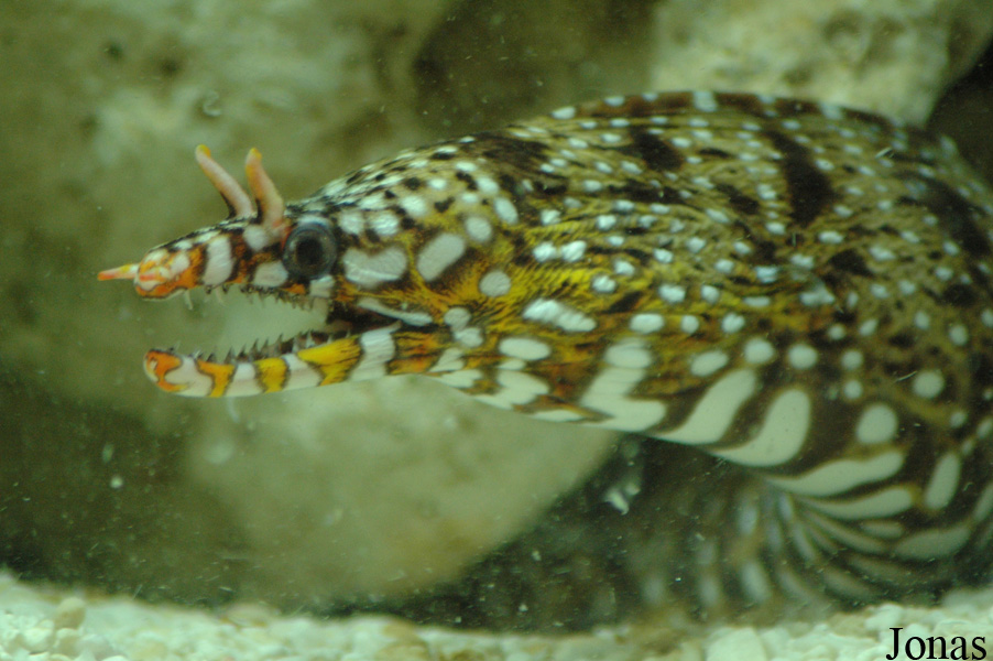 Enchelycore pardalis