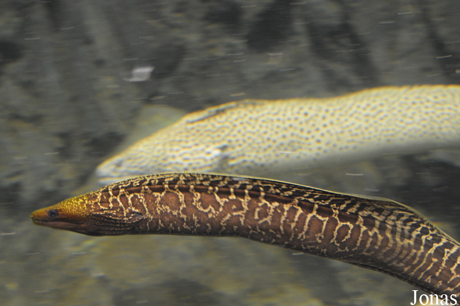 Gymnothorax undulatus