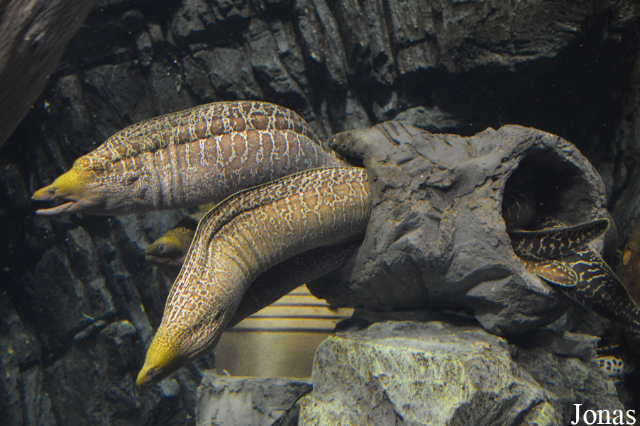 Gymnothorax undulatus