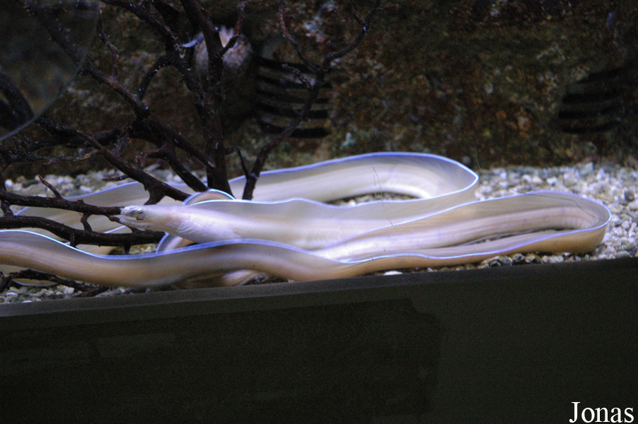 Uropterygius concolor