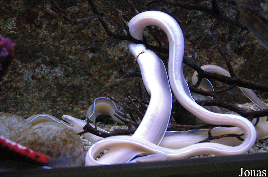 Uropterygius concolor