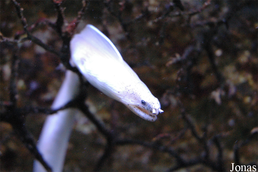 Uropterygius concolor