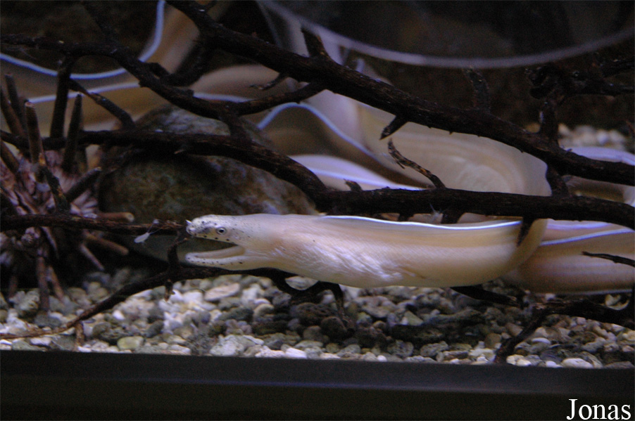 Uropterygius concolor