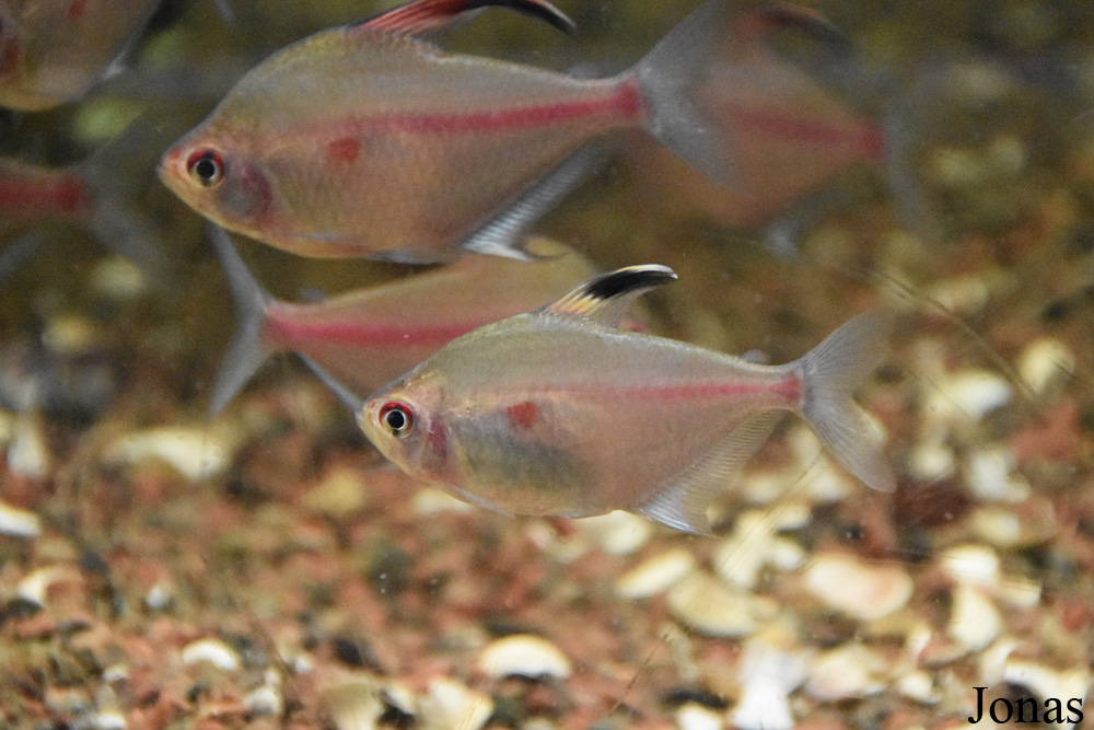Hyphessobrycon erythrostigma