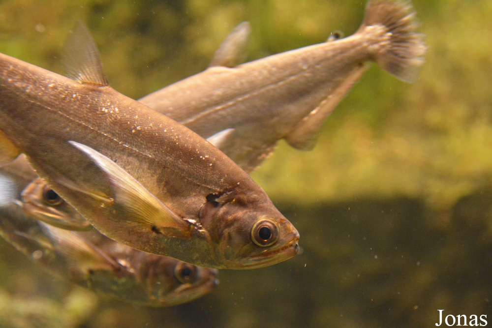 Hydrolycus scomberoides