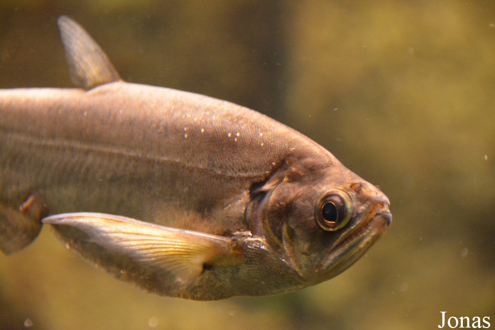 Hydrolycus scomberoides