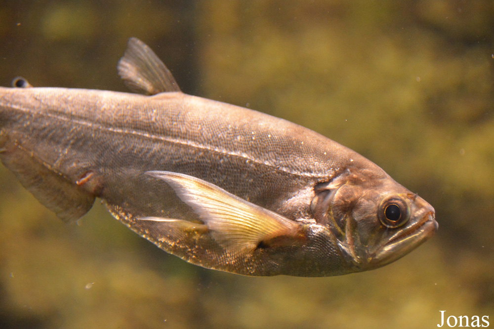 Hydrolycus scomberoides