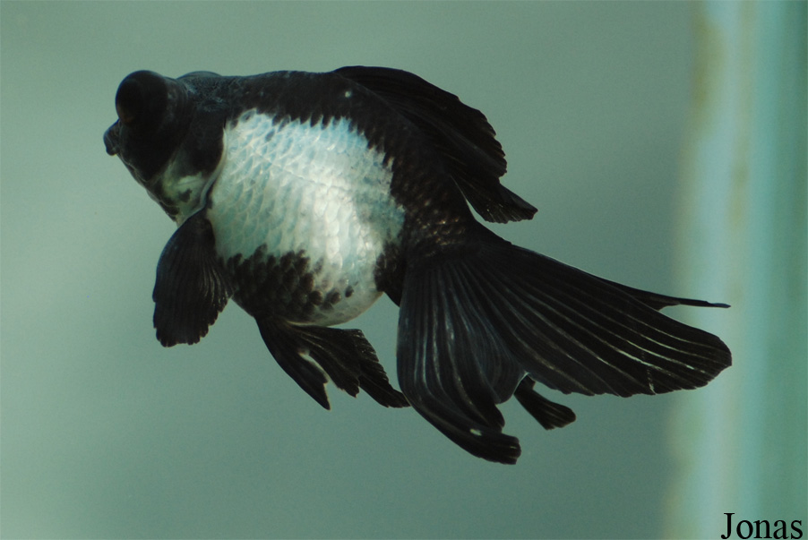 Carassius auratus