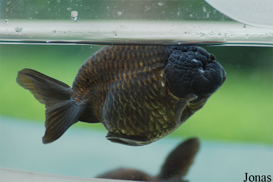 Carassius auratus
