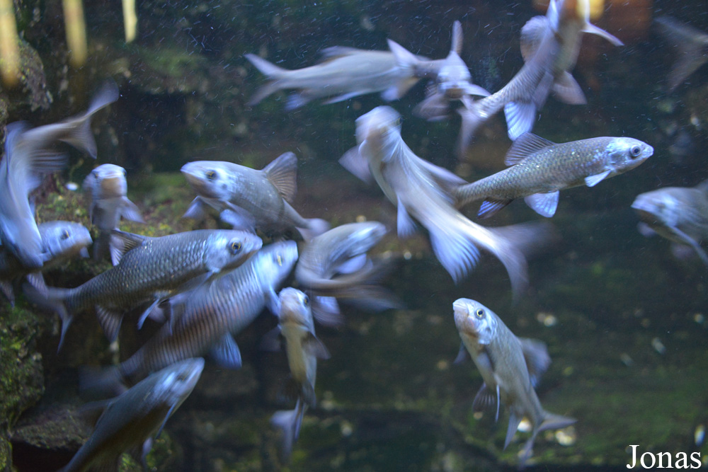 Cyprinion microphthalmum muscalensis