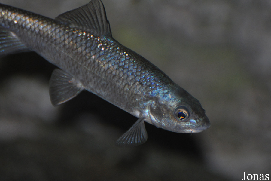 Cyprinion microphthalmum muscalensis