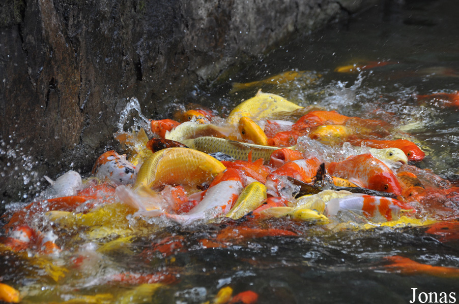 Cyprinus carpio