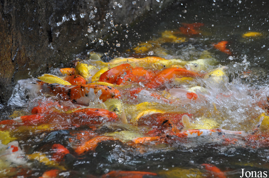 Cyprinus carpio