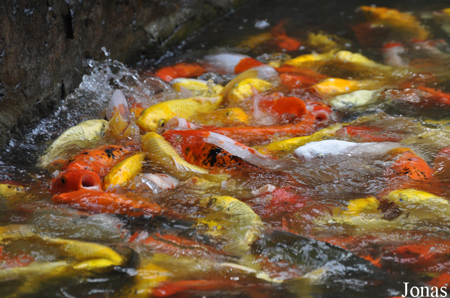 Cyprinus carpio