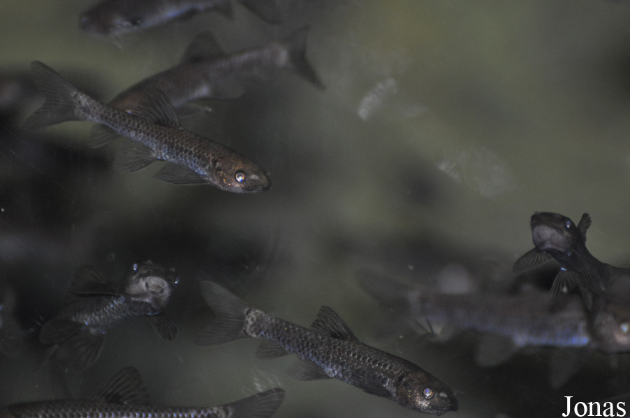 Garra barreimiae