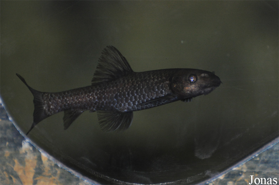 Garra barreimiae