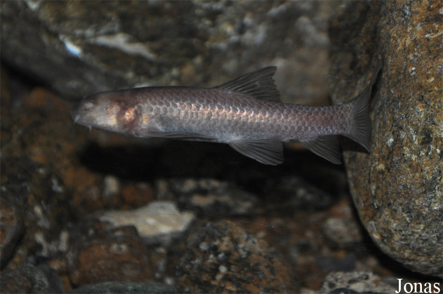 Garra barreimiae