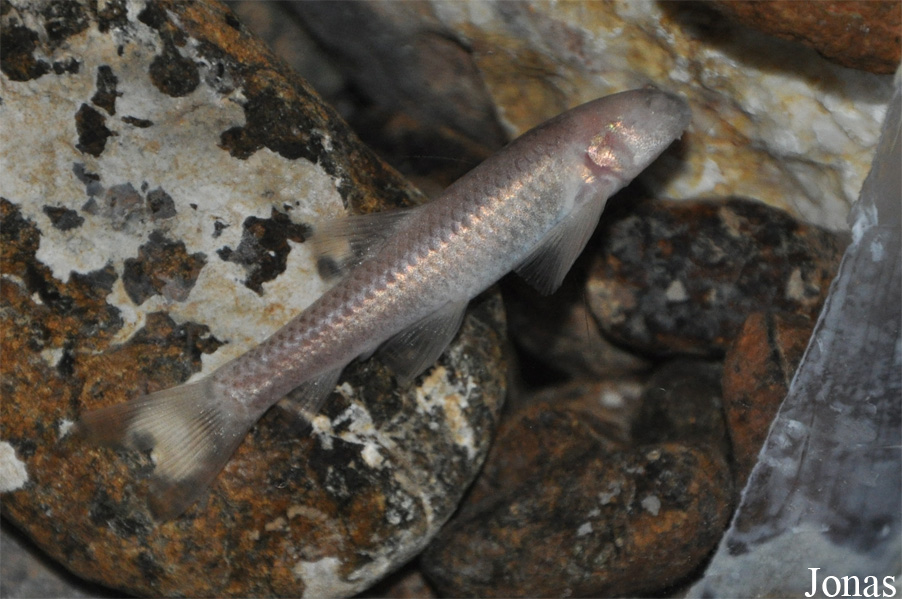 Garra barreimiae