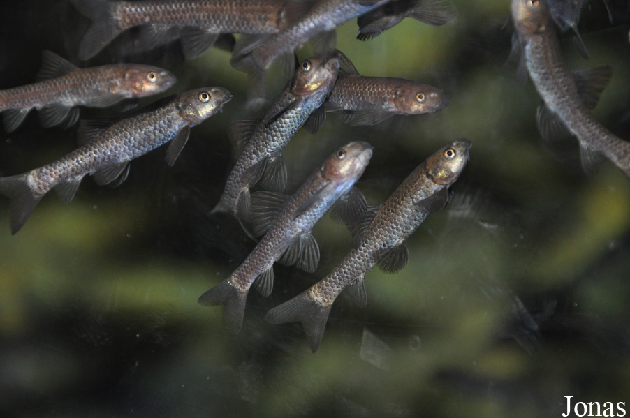Garra barreimiae