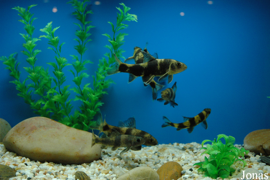 Sarcocheilichthys sinensis