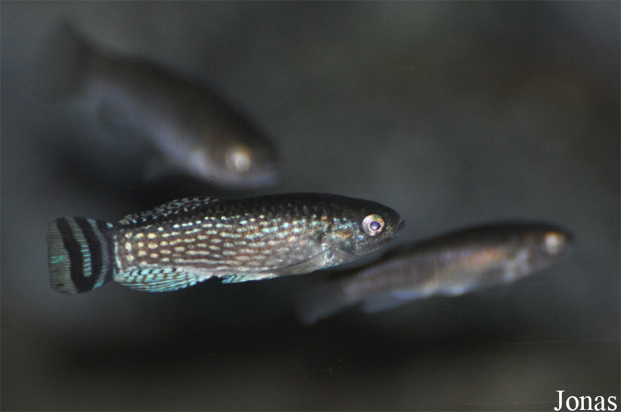 Aphanius dispar