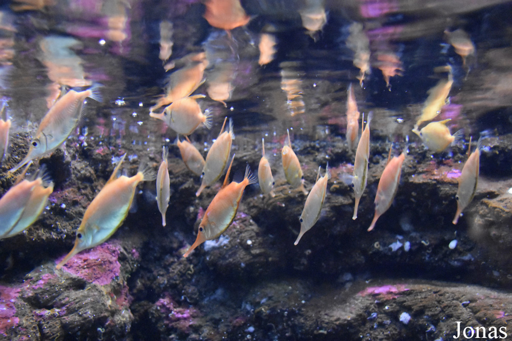 Macroramphosus scolopax