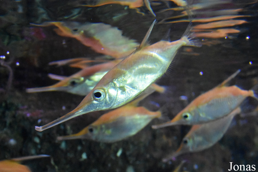 Macroramphosus scolopax