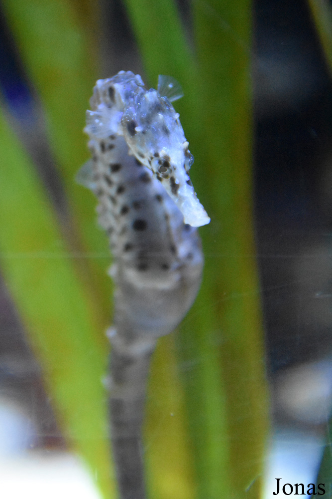 Hippocampus abdominalis