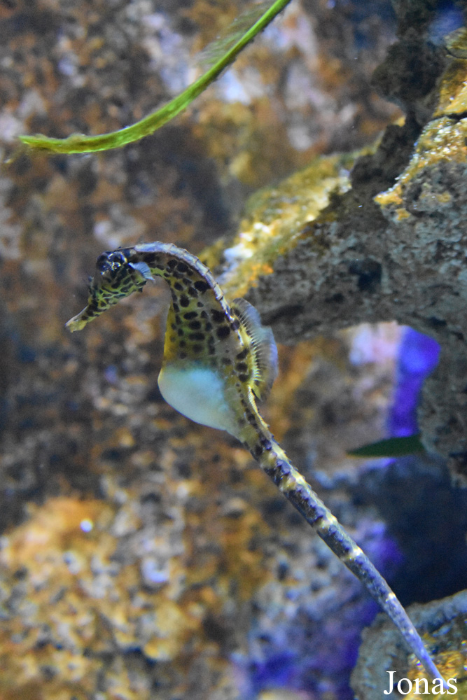 Hippocampus abdominalis