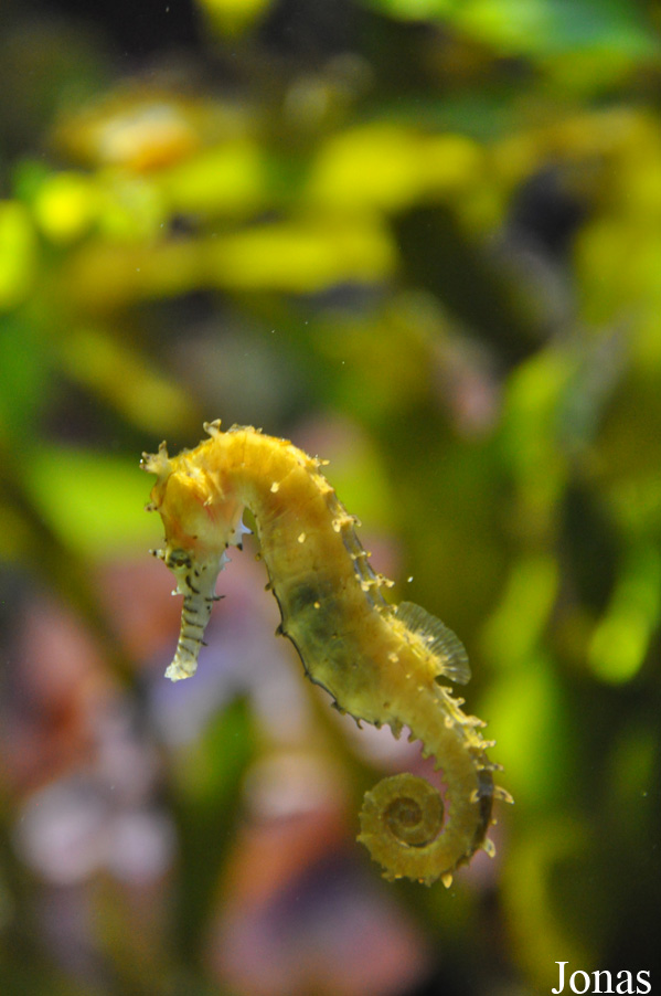 Hippocampus barbouri