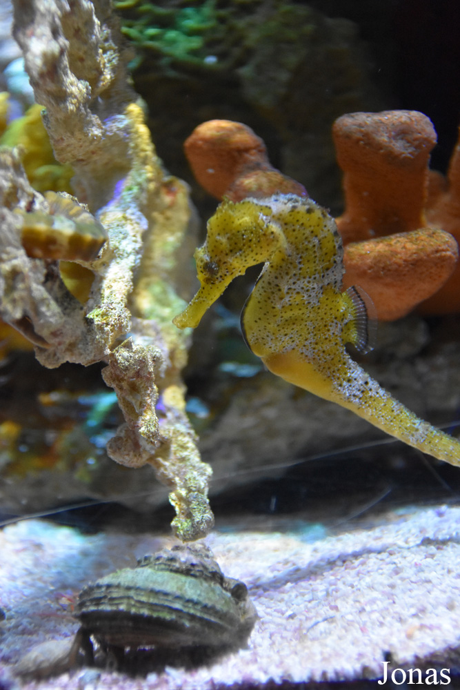 Hippocampus reidi