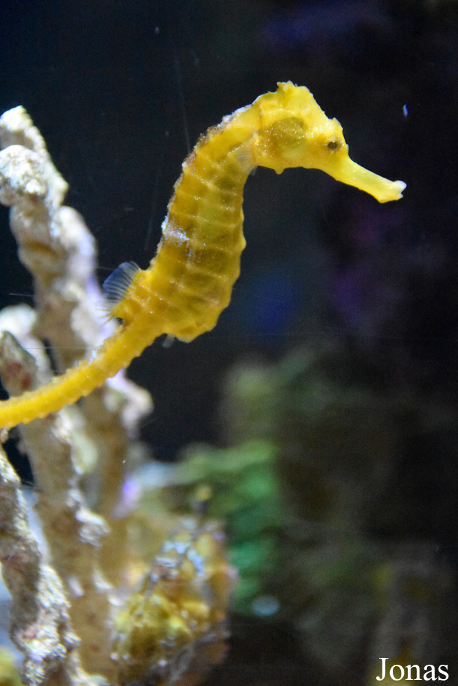 Hippocampus reidi