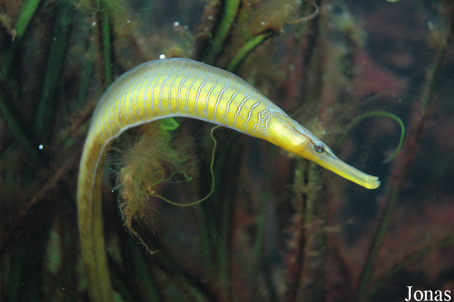 Entelurus aequoreus