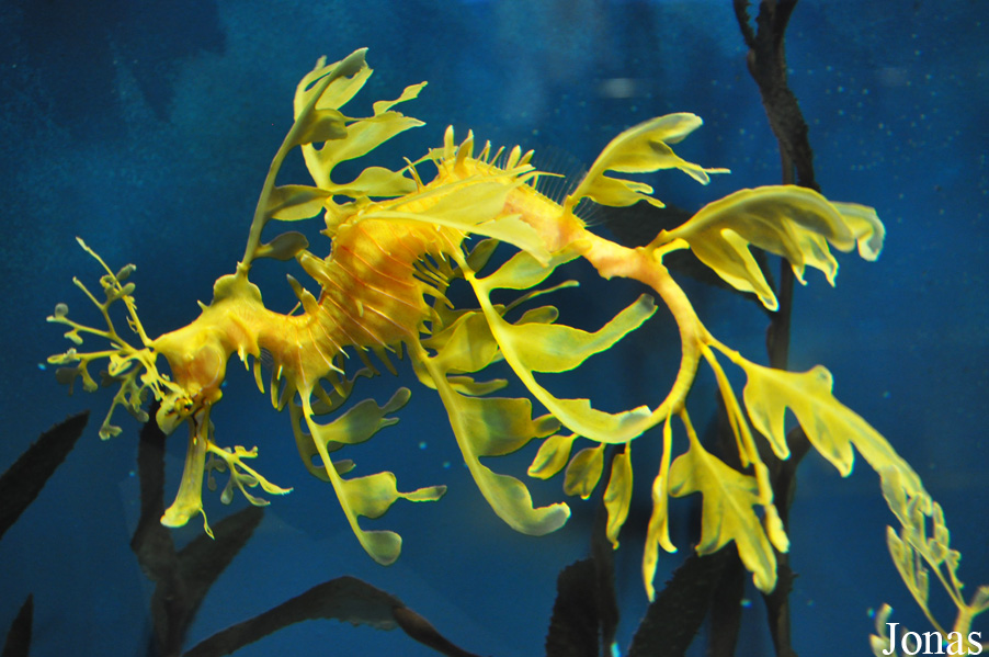 Phycodurus eques