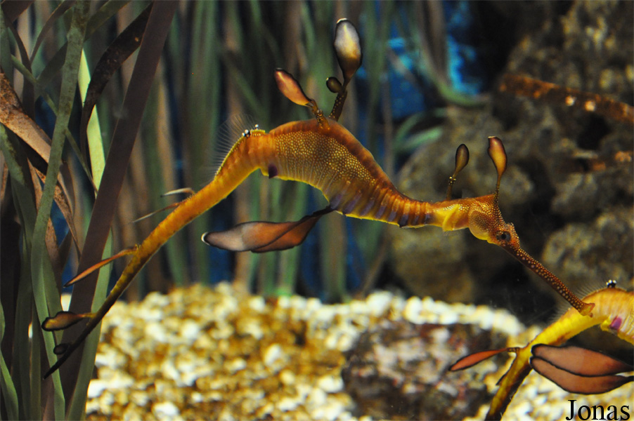 Phyllopteryx taeniolatus