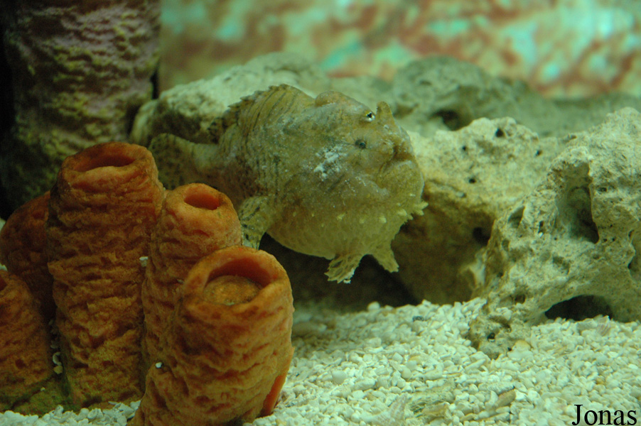 Antennarius sp.